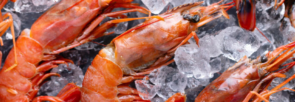 Sea Prawns